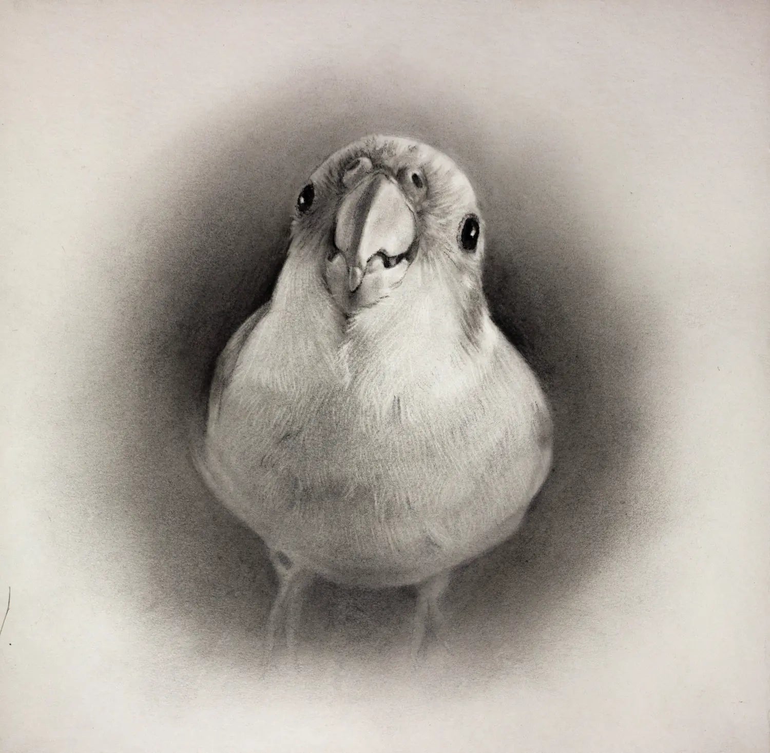 Original bird charcoal drawing