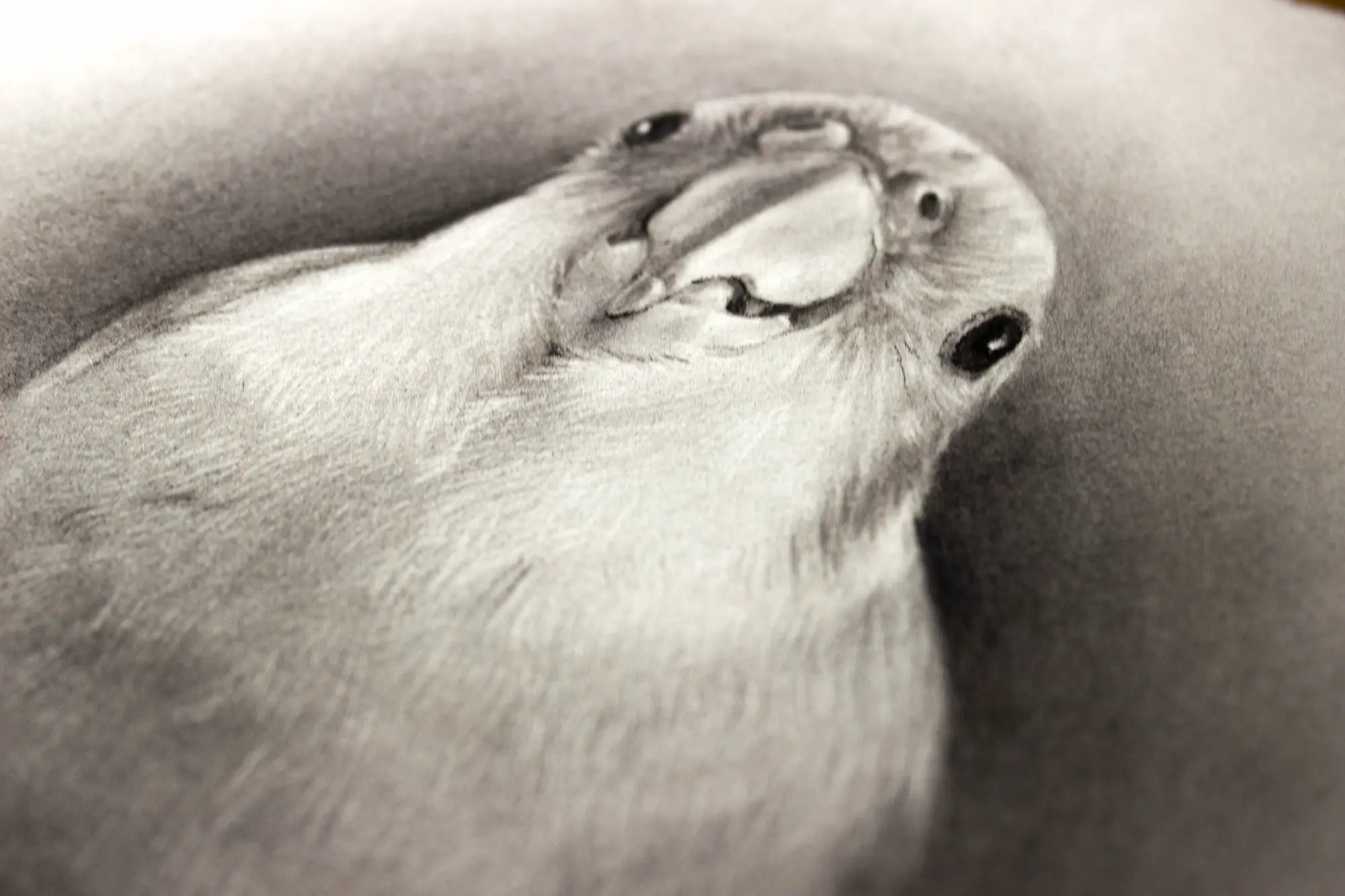 Original bird charcoal drawing