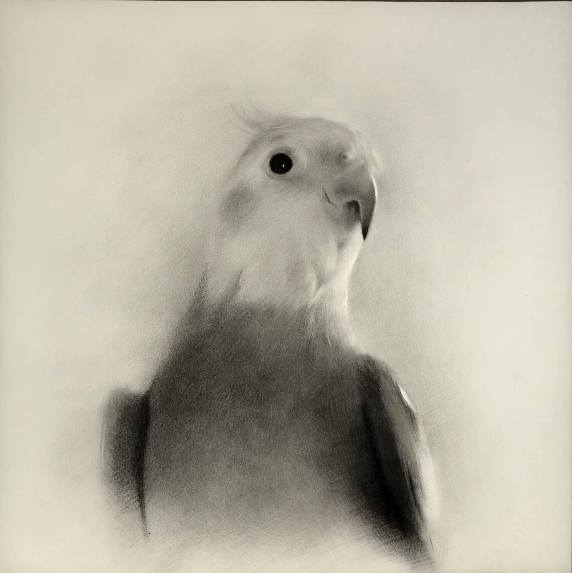 Charcoal bird drawing