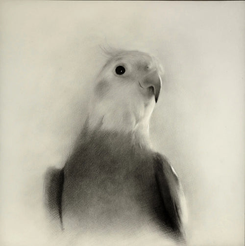 Charcoal bird drawing