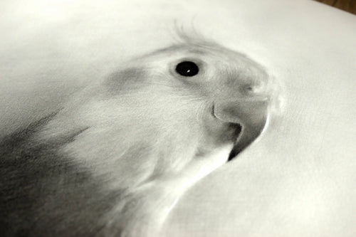 Charcoal bird drawing