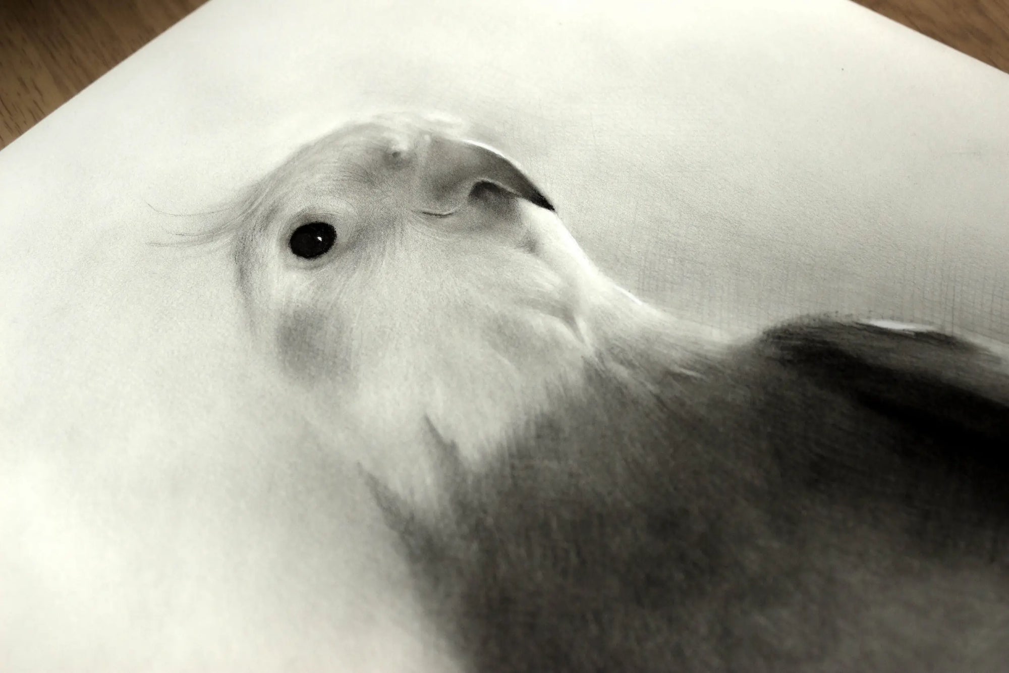 Charcoal bird drawing