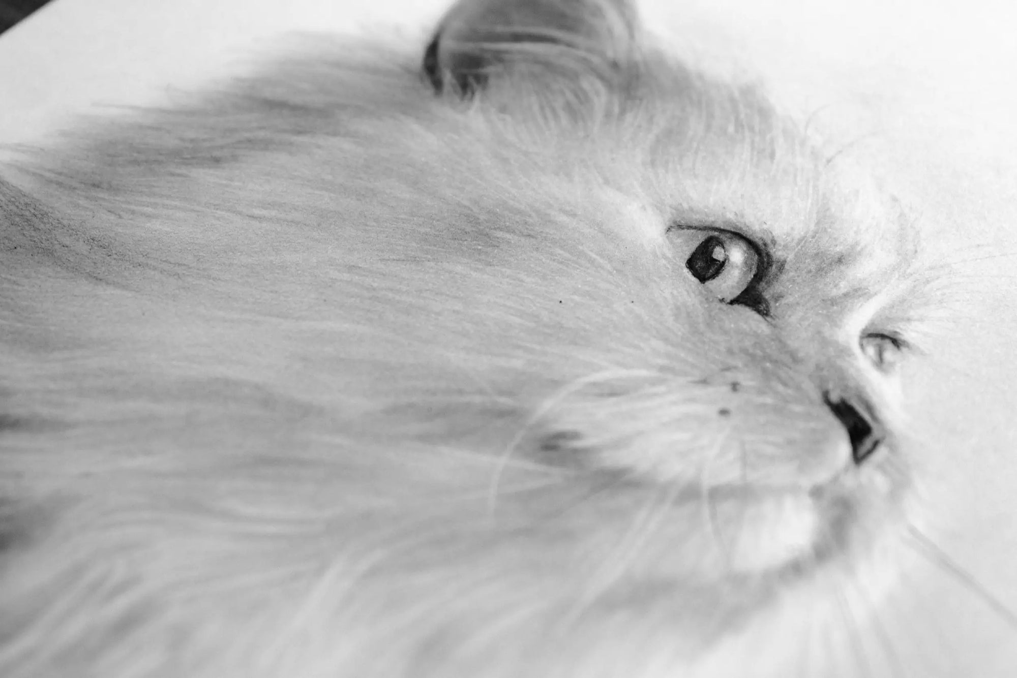 Hand drawn pet portrait